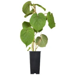 Gelbfruchtige Kiwi 'Golden Kiwi', 2er-Set, Topf 15 Cm Ø -Naturgrün Verkaufsgeschäft 0480960140 0480960141 0480960142 Golden Kiwi Altas 87663 2