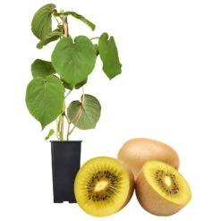 Gelbfruchtige Kiwi 'Golden Kiwi', 2er-Set, Topf 15 Cm Ø -Naturgrün Verkaufsgeschäft 0480960140 Golden Kiwi Set inkl Befruchtersorte neu 88604