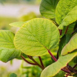 Grünfruchtige Kiwi 'Hayward', 2er-Set, Topf 15 Cm Ø -Naturgrün Verkaufsgeschäft 0480960141 0480960142 Hayward 87665