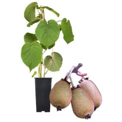 Grünfruchtige Kiwi 'Hayward', 2er-Set, Topf 15 Cm Ø -Naturgrün Verkaufsgeschäft 0480960141 Kiwi Hayward Set inkl Befruchtersorte neu 88605