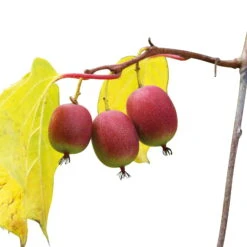 Weibliche Minikiwi 'Ken's Red', 2er-Set, Topf 15 Cm Ø -Naturgrün Verkaufsgeschäft 0480960143 Mini Kiwi Kens Red 4er Set 88167