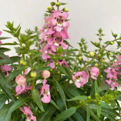 Angelonia 'Trio' Rosa-weiß-lila/blau, Topf-Ø 19 Cm, 2er-Set -Naturgrün Verkaufsgeschäft 0610103638 Angelonia Trio T19 rosa weiss blau 2er Set 2 111871