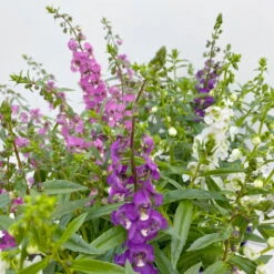 Angelonia 'Trio' Rosa-weiß-lila/blau, Topf-Ø 15 Cm, 3er-Set -Naturgrün Verkaufsgeschäft 0610103733 Angelonia Trio T15 3er Set 125753