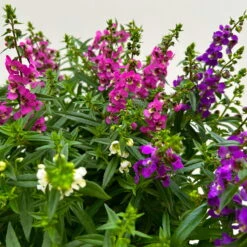Angelonia 'Trio' Rosa-weiß-lila/blau, Topf-Ø 15 Cm, 3er-Set -Naturgrün Verkaufsgeschäft 0610103733 Angelonia trio T15 3er Set 12 125836