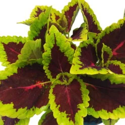 Buntnessel 'Alligator Alley', 6er-Set, Grün-pink-dunkelrot, Topf 12 Cm Ø -Naturgrün Verkaufsgeschäft 0610180184 Solenostemon scut T12 Alligator Alley 6er Set 8 93125