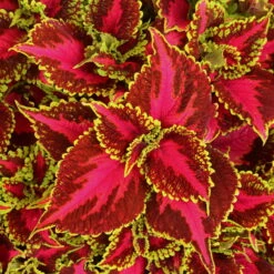 Pflanzenset 'Spätsommer-Zeit' Rosa-pink, Topf-Ø 12 Cm, 4er-Set -Naturgrün Verkaufsgeschäft 0610180255 Solenostemon scut T12 Hollywood Boulevard 6er Set WS 2 94326