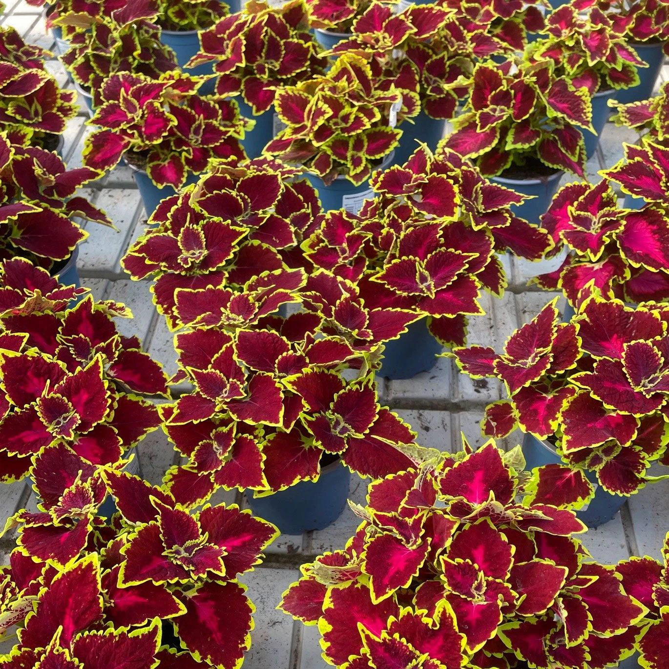 Buntnessel 'Hollywood Boulevard' Dunkelrot-pink-grün, Topf-Ø 12 Cm, 6er-Set 5 Buntnessel 'Hollywood Boulevard' Dunkelrot-pink-grün, Topf-Ø 12 Cm, 6er-Set – Bild 5