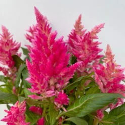 Pflanzenset 'Spätsommer-Zeit' Rosa-pink, Topf-Ø 12 Cm, 4er-Set -Naturgrün Verkaufsgeschäft 0610240073 Celosia argentea T12 6er Set pink Kelos Fire Pink 5 113291