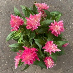 Pflanzenset 'Spätsommer-Zeit' Rosa-pink, Topf-Ø 12 Cm, 4er-Set -Naturgrün Verkaufsgeschäft 0610240073 Celosia argentea T12 6er Set pink Kelos Fire Pink 6 1 123643