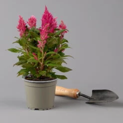 Pflanzenset 'Spätsommer-Zeit' Rosa-pink, Topf-Ø 12 Cm, 4er-Set -Naturgrün Verkaufsgeschäft 0610240086 Celosia argentea T12 6er Set pink Kelos fire Pink 123641
