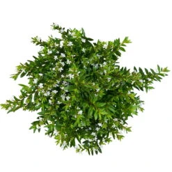 Japanische Scheinmyrte, Farben Zufällig, Topf-Ø 17 Cm, 2er-Set 26 Japanische Scheinmyrte, Farben Zufällig, Topf-Ø 17 Cm, 2er-Set -Naturgrün Verkaufsgeschäft 0610260038 Cuphea hyssopifolia T17 weiss 2er Set WS 6 93789