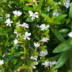 Japanische Scheinmyrte, Farben Zufällig, Topf-Ø 17 Cm, 2er-Set 24 Japanische Scheinmyrte, Farben Zufällig, Topf-Ø 17 Cm, 2er-Set -Naturgrün Verkaufsgeschäft 0610260038 Cuphea hyssopifolia T17 weiss 2er Set WS 7 93701