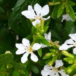 Japanische Scheinmyrte, Farben Zufällig, Topf-Ø 17 Cm, 2er-Set 22 Japanische Scheinmyrte, Farben Zufällig, Topf-Ø 17 Cm, 2er-Set -Naturgrün Verkaufsgeschäft 0610260038 Cuphea hyssopifolia T17 weiss 2er Set WS 8 93700