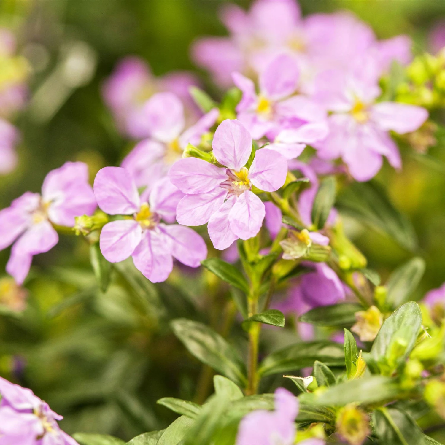Japanische Scheinmyrte, Farben Zufällig, Topf-Ø 17 Cm, 2er-Set 4 Japanische Scheinmyrte, Farben Zufällig, Topf-Ø 17 Cm, 2er-Set – Bild 4