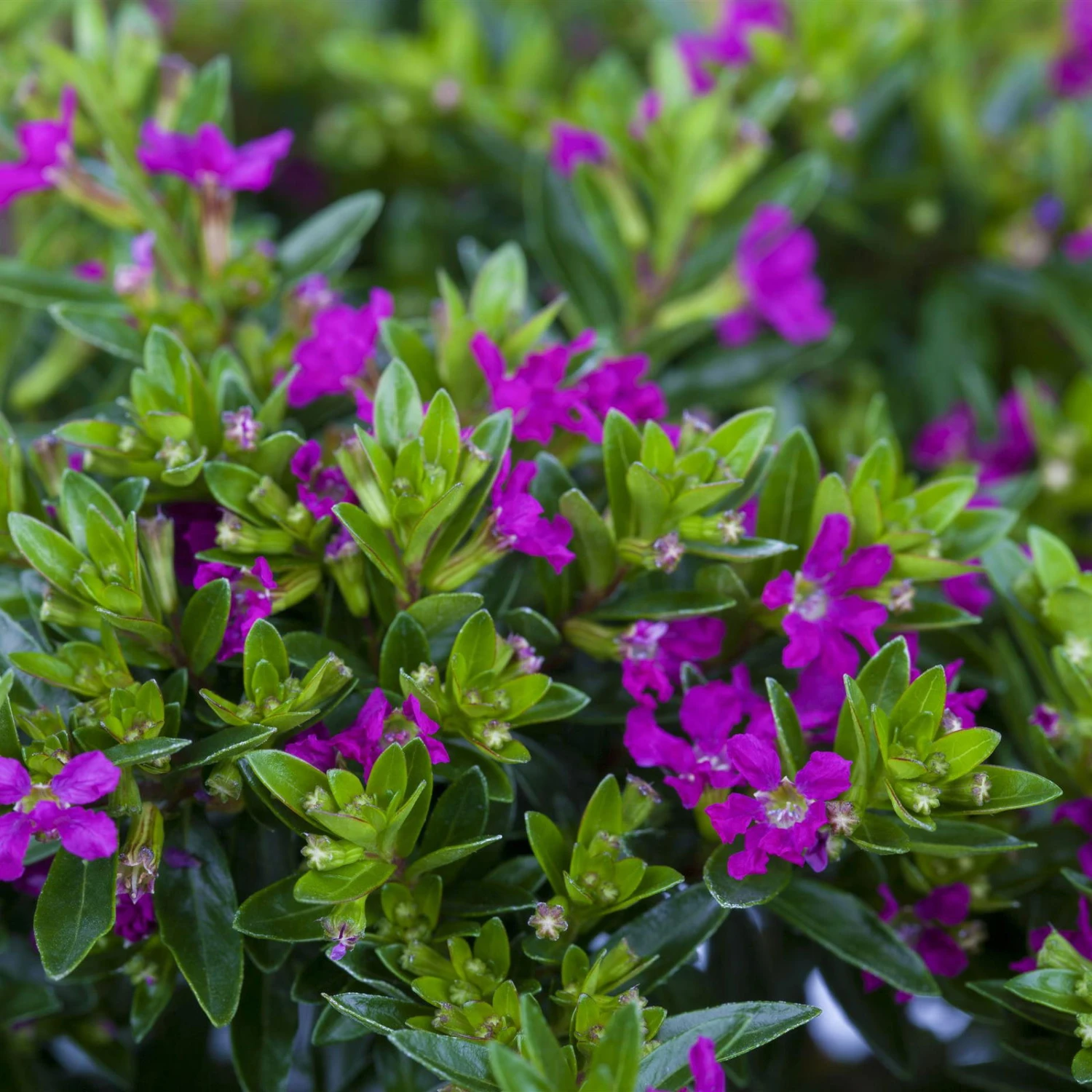 Japanische Scheinmyrte, Farben Zufällig, Topf-Ø 17 Cm, 2er-Set 7 Japanische Scheinmyrte, Farben Zufällig, Topf-Ø 17 Cm, 2er-Set – Bild 7