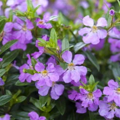 Japanische Scheinmyrte, Farben Zufällig, Topf-Ø 17 Cm, 2er-Set 21 Japanische Scheinmyrte, Farben Zufällig, Topf-Ø 17 Cm, 2er-Set -Naturgrün Verkaufsgeschäft 0610260039 Cuphea hyssopifolia Bluetenbilder 4 93706