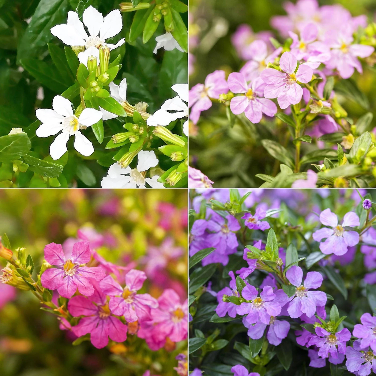 Japanische Scheinmyrte, Farben Zufällig, Topf-Ø 17 Cm, 2er-Set 1 Japanische Scheinmyrte, Farben Zufällig, Topf-Ø 17 Cm, 2er-Set