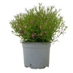 Schleierkraut Rosa, Topf-Ø 12/13 Cm -Naturgrün Verkaufsgeschäft 0610710079 Gypsophila muralis rosa 6er Set 1 112732