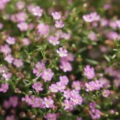 Schleierkraut Rosa, Topf-Ø 12/13 Cm -Naturgrün Verkaufsgeschäft 0610710079 Gypsophila muralis rosa 6er Set 111875