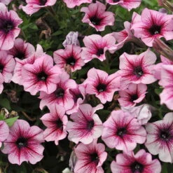 Petunie 'Sweetunia® Burgundy Gem' Rosa Geadert, Hängend, Topf-Ø 13 Cm, 6er-Set -Naturgrün Verkaufsgeschäft 0613170022 KB Petunia T13 Burgundy Gem geadert 01 50774