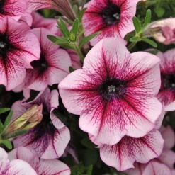 Petunie 'Sweetunia® Burgundy Gem' Rosa Geadert, Hängend, Topf-Ø 13 Cm, 6er-Set -Naturgrün Verkaufsgeschäft 0613170022 KB Petunia T13 Burgundy Gem geadert 50775
