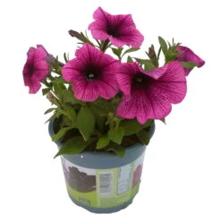 Petunie 'Sweetunia® Burgundy Gem' Rosa Geadert, Hängend, Topf-Ø 13 Cm, 6er-Set -Naturgrün Verkaufsgeschäft 0613170055 KB Petunia T13 Burgundy Gem 6er Set 12 91846