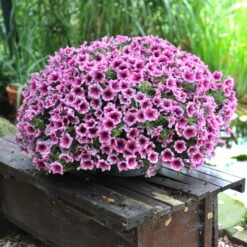 Petunie 'Sweetunia® Burgundy Gem' Rosa Geadert, Hängend, Topf-Ø 13 Cm, 6er-Set -Naturgrün Verkaufsgeschäft 0613170055 KB Petunia T13 Burgundy Gem1 75892