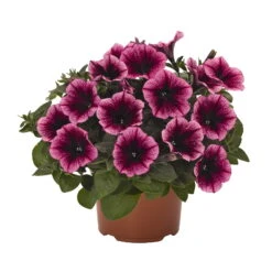 Petunie 'Sweetunia® Burgundy Gem' Rosa Geadert, Hängend, Topf-Ø 13 Cm, 6er-Set -Naturgrün Verkaufsgeschäft 0613170055 KB Petunia T13 Burgundy Gem 75893