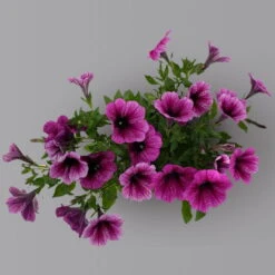 Petunie 'Sweetunia® Burgundy Gem' Rosa Geadert, Hängend, Topf-Ø 13 Cm, 6er-Set -Naturgrün Verkaufsgeschäft 0613170140 Petunia T13 Burgundy Gem geadert 6er Set set1 122583