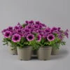 Petunie 'Sweetunia® Burgundy Gem' Rosa Geadert, Hängend, Topf-Ø 13 Cm, 6er-Set