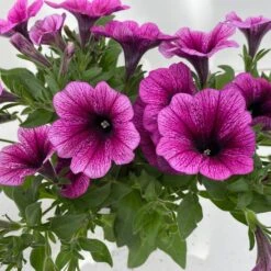 Petunie 'Sweetunia® Burgundy Gem' Rosa Geadert, Hängend, Topf-Ø 13 Cm, 6er-Set -Naturgrün Verkaufsgeschäft 0613170140 Petunia T13 Burgundy Gem geadert 6er Set 9 122440