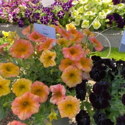 Petunie 'Famous Apricot' Orange-gelb, Hängend, Topf-Ø 13 Cm, 6er-Set -Naturgrün Verkaufsgeschäft 0613170178 petunia famous apricot 3 122811
