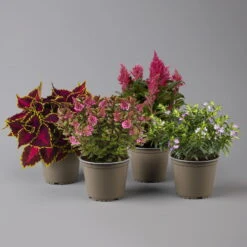 Pflanzenset 'Spätsommer-Zeit' Rosa-pink, Topf-Ø 12 Cm, 4er-Set -Naturgrün Verkaufsgeschäft 0615400007 KB Spaetsommer Zeit T12 4er Set lila rot 1 126426