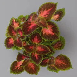 Pflanzenset 'Spätsommer-Zeit' Rosa-pink, Topf-Ø 12 Cm, 4er-Set -Naturgrün Verkaufsgeschäft 0615400007 KB Spaetsommer Zeit T12 4er Set lila rot 2 126430