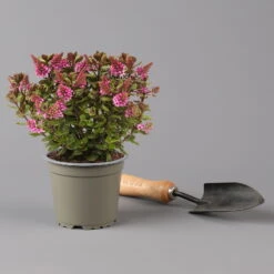 Pflanzenset 'Spätsommer-Zeit' Rosa-pink, Topf-Ø 12 Cm, 4er-Set -Naturgrün Verkaufsgeschäft 0615400007 KB Spaetsommer Zeit T12 4er Set lila rot 3 126429