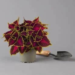 Pflanzenset 'Spätsommer-Zeit' Rosa-pink, Topf-Ø 12 Cm, 4er-Set -Naturgrün Verkaufsgeschäft 0615400007 KB Spaetsommer Zeit T12 4er Set lila rot 4 126428