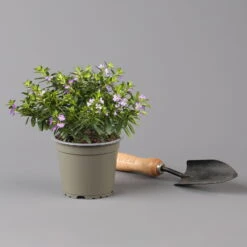 Pflanzenset 'Spätsommer-Zeit' Rosa-pink, Topf-Ø 12 Cm, 4er-Set -Naturgrün Verkaufsgeschäft 0615400007 KB Spaetsommer Zeit T12 4er Set lila rot 5 126427