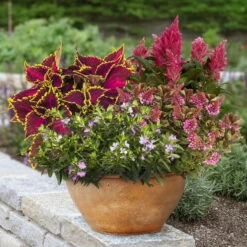 Pflanzenset 'Spätsommer-Zeit' Rosa-pink, Topf-Ø 12 Cm, 4er-Set