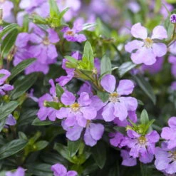 Pflanzenset 'Spätsommer-Zeit' Rosa-pink, Topf-Ø 12 Cm, 4er-Set -Naturgrün Verkaufsgeschäft 0615400007 KB Spaetsommer Zeit T12 4er Set lila rot 9 126432