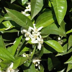 Orangenbaum, Stamm, Topf-Ø Ca. 20 Cm, Höhe Ca. 70 Cm -Naturgrün Verkaufsgeschäft 0630100030 KB Citrus sinensis Stamm T33 1 88065