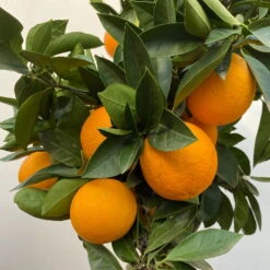 Orangenbaum, Stamm, Topf-Ø Ca. 20 Cm, Höhe Ca. 70 Cm -Naturgrün Verkaufsgeschäft 0630100030 KB Citrus sinensis Stamm T33 41 104200
