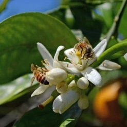 Orangenbaum, Stamm, Topf-Ø Ca. 20 Cm, Höhe Ca. 70 Cm -Naturgrün Verkaufsgeschäft 0630100030 KB Citrus sinensis Stamm T33 4 87842