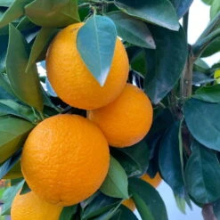 Orangenbaum, Stamm, Topf-Ø Ca. 20 Cm, Höhe Ca. 70 Cm -Naturgrün Verkaufsgeschäft 0630100030 KB Citrus sinensis Stamm T33 6 104198