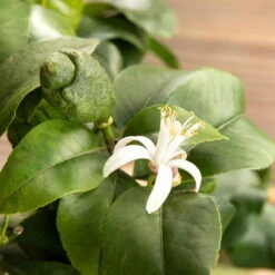 Zitronenbaum, Stamm, Topf-Ø 20 Cm, Höhe 70-80 Cm -Naturgrün Verkaufsgeschäft 0630100481 Citrus limon Bluete GS624989 Citrus limon 77068