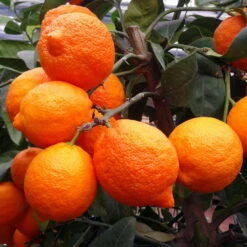 Zitronenbaum 'Rosso', Mini-Stamm, Topf-Ø 15 Cm, Höhe Ca. 40 Cm -Naturgrün Verkaufsgeschäft 0630100729 KB Citrus limon Stamm T15 Rosso H40 WS 1 98110