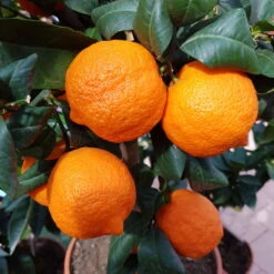 Zitronenbaum 'Rosso', Mini-Stamm, Topf-Ø 15 Cm, Höhe Ca. 40 Cm -Naturgrün Verkaufsgeschäft 0630100729 KB Citrus limon Stamm T15 Rosso H40 WS 2 98109