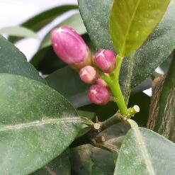 Zitrone 'Rosso', Topf-Ø 22 Cm -Naturgrün Verkaufsgeschäft 0630200006 Citrus limon Stamm T20 H60 80 Rosso 4 78899