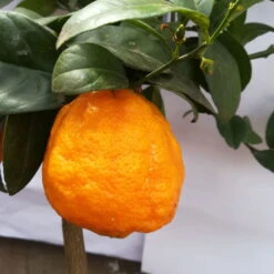 Zitronenbaum 'Rosso', Mini-Stamm, Topf-Ø 15 Cm, Höhe Ca. 40 Cm -Naturgrün Verkaufsgeschäft 0630200006 Citrus limon Stamm T20 H60 80 Rosso 6 78897 1