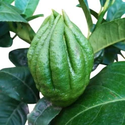 Zitronatzitronenbaum 'Buddhas Hand', Stamm, Topf-Ø 35 Cm -Naturgrün Verkaufsgeschäft 0630200016 Citrus limon Stamm T20 Buddhas Hand 11 93359