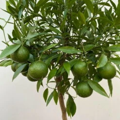 Mandarinenbaum, Stamm, Topf-Ø Ca. 24 Cm, Höhe Ca. 140 Cm 7 Mandarinenbaum, Stamm, Topf-Ø Ca. 24 Cm, Höhe Ca. 140 Cm -Naturgrün Verkaufsgeschäft 0630400025 Citrus reticulata Stamm T24 3 104283